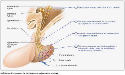 Functional relationships between the hypothalamus and pituitary gland
