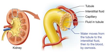 ADH increases water reabsorption in the kidney