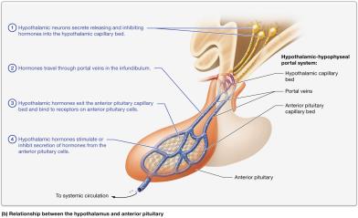 Relationship between hypothalamus and anterior pituitary