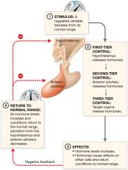Multi-tiered negative feedback control of hypothalamic, anterior pituitary, and target organ hormones
