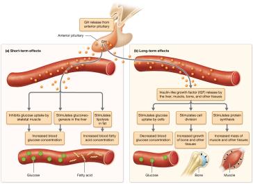 Effects of growth hormone (GH)