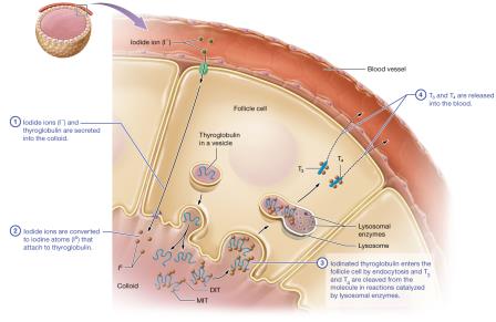 Production of thyroid hormones