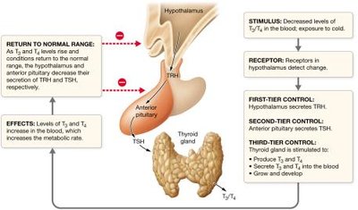 Regulation of thyroid hormone production by negative feedback