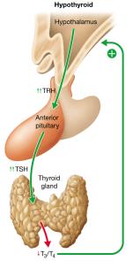Negative feedback in hypothyroidism