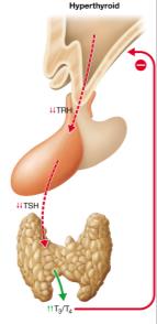 Negative feedback in hyperthyroidism