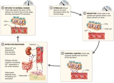 Regulation of blood calcium by negative feedback