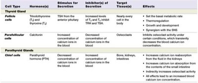 Table: Hormones of the Thyroid and Parathyroid Glands