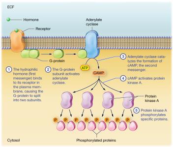 Hydrophilic hormone mechanism of action via second-messenger system