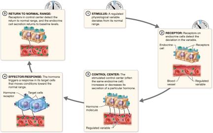 Regulation of hormone secretion by negative feedback loops