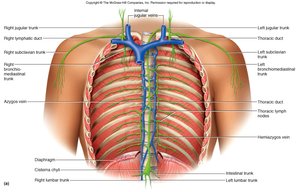 Thoracic duct and lymphatic trunks in the thorax