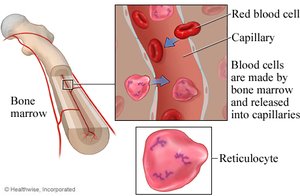 Bone marrow and blood cell formation