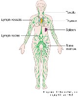 Major lymphatic organs and vessels in the human body