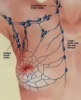 Lymph nodes in the axillary region