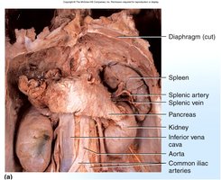 Spleen and surrounding organs
