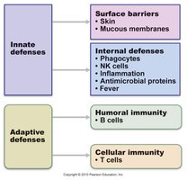 Overview of innate and adaptive defenses