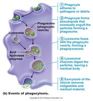Steps of phagocytosis