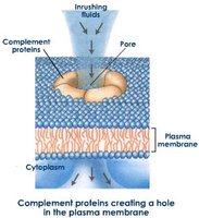 Membrane attack complex forming a pore in a pathogen membrane