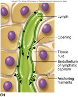 Close-up of lymphatic capillary structure