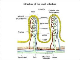 Structure of the small intestine showing lacteals