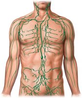 Lymphatic vessels in the human body