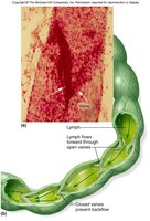 Valves in lymphatic vessels prevent backflow