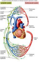 Lymphatic and cardiovascular system connections