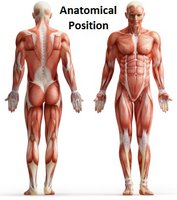 Anatomical position, anterior and posterior views of the human body