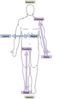 Diagram showing distal direction