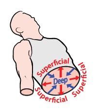 Diagram showing superficial and deep directions