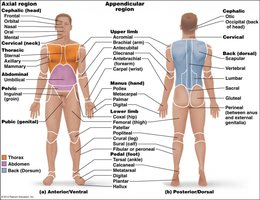 Diagram of anterior body landmarks
