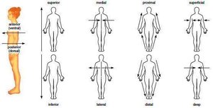 Diagram showing basic anatomical directional terms
