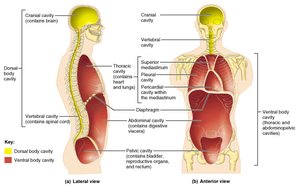 Diagram of ventral body cavity regions