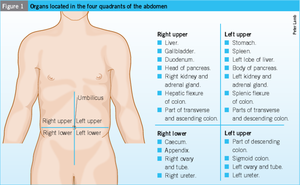 Table of organs in abdominopelvic quadrants