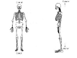 Skeleton showing superior and inferior orientation