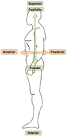 Diagram showing anterior and posterior directions