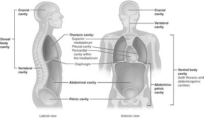 Body cavities: dorsal and ventral