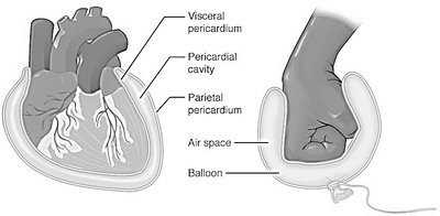 Serous membrane structure