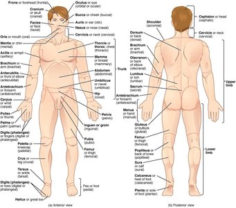 Surface anatomy regions