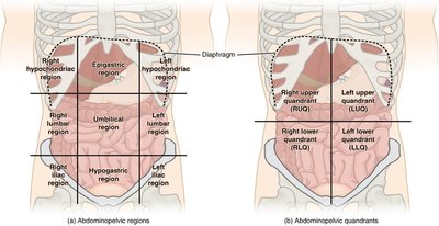 Abdominopelvic regions and quadrants