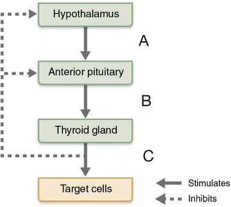 Diagram of hypothalamus, anterior pituitary, thyroid gland, and target cells with arrows indicating stimulation and inhibition