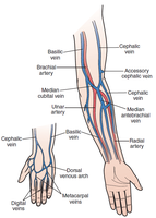 Common intravenous injection sites in the arm and hand