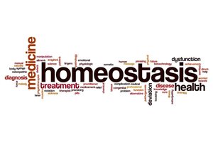 Homeostasis word cloud