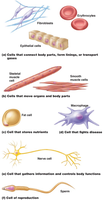 Examples of cellular diversity