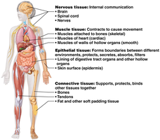 Four basic tissue types and their functions
