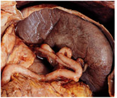 Interrelationships among body organ systems