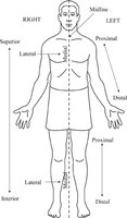 Anatomical position and directional terms