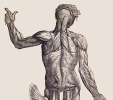 Regional terms of the human body