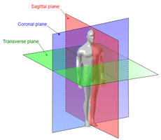 Body planes: sagittal, coronal, and transverse