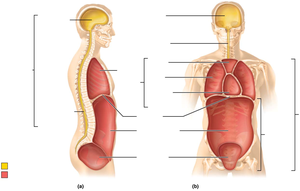 Major body cavities