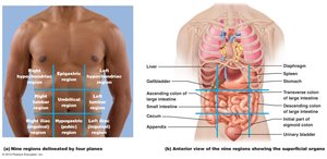 Nine abdominopelvic regions